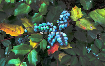 【摄影 壁纸 横图 色彩 个性 阔叶十大功劳 春】_临箐云摄影