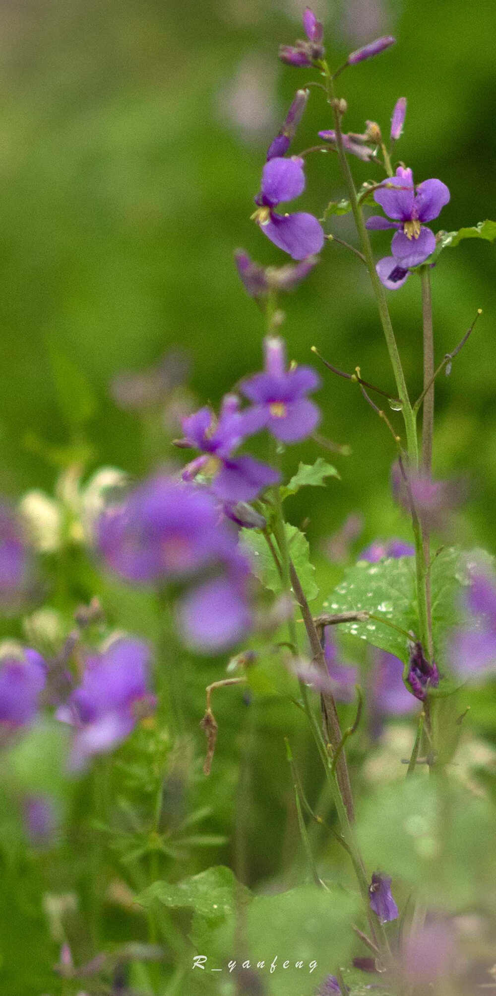 春日壁纸