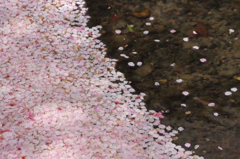 京都高濑川，落樱铺成的水上绒毯...