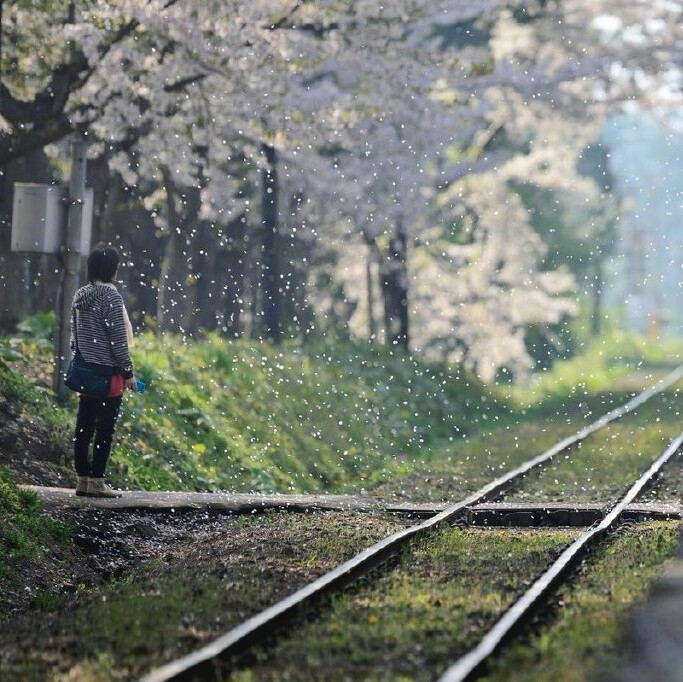 樱花背景图