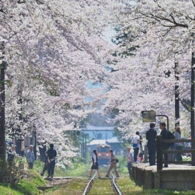 樱花背景图