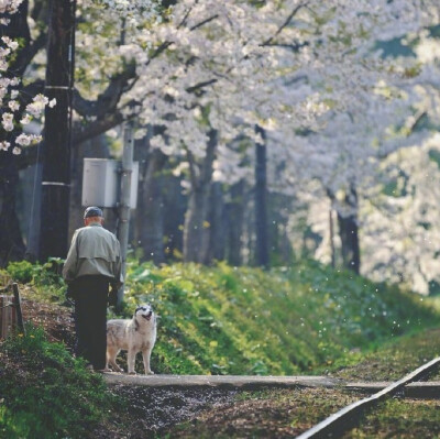 樱花背景图