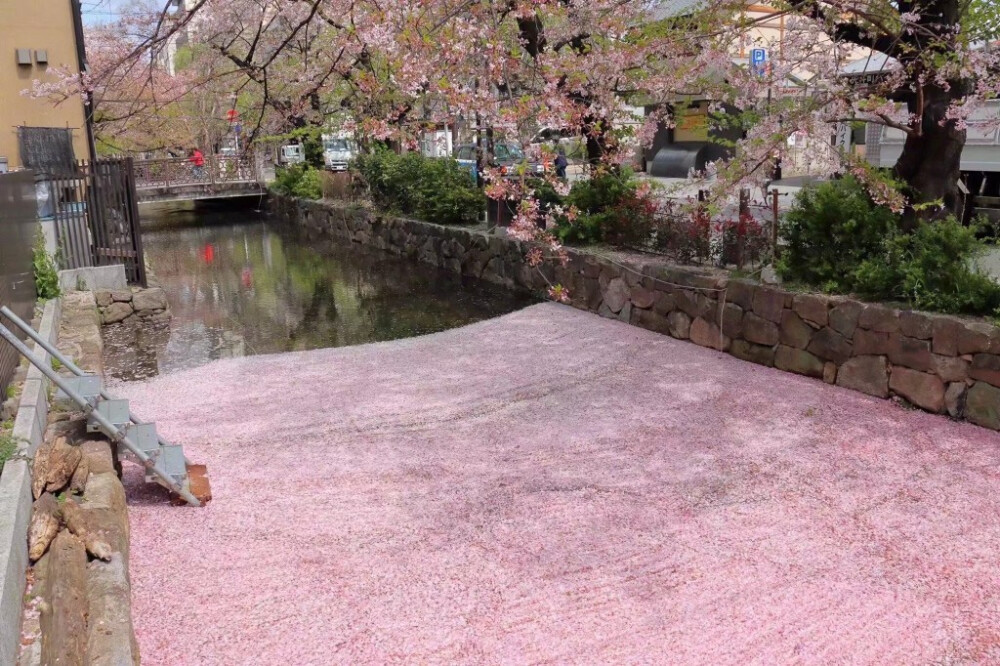 京都高濑川，落樱铺成的水上绒毯☆