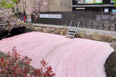 京都高濑川，落樱铺成的水上绒毯☆