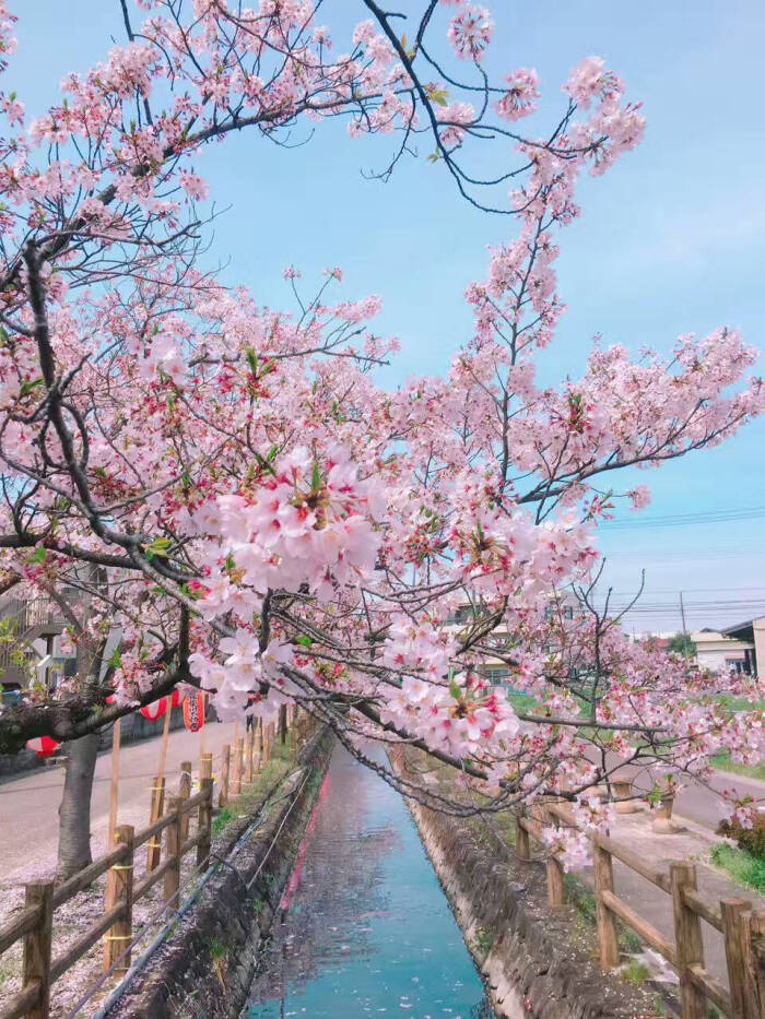 小樱花
粉色壁纸