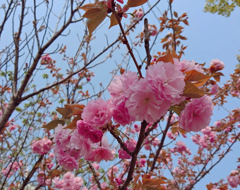 日本晚樱