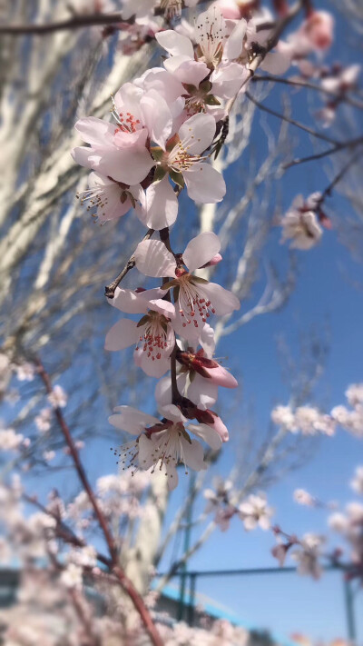 路边的花，开的正艳，一簇簇千姿百态，
赏花的人，笑得正欢，一个个万种风情。
是什么样的情景让它一树繁花，
是什么样的故事让她自带风华……