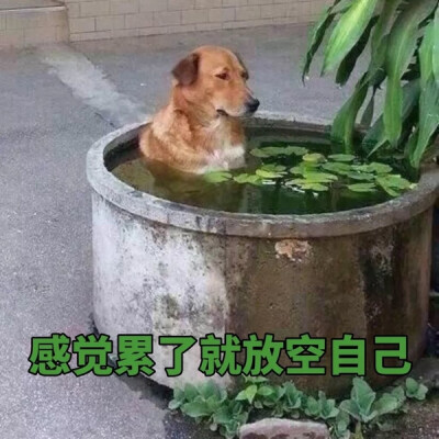 搞笑的图片