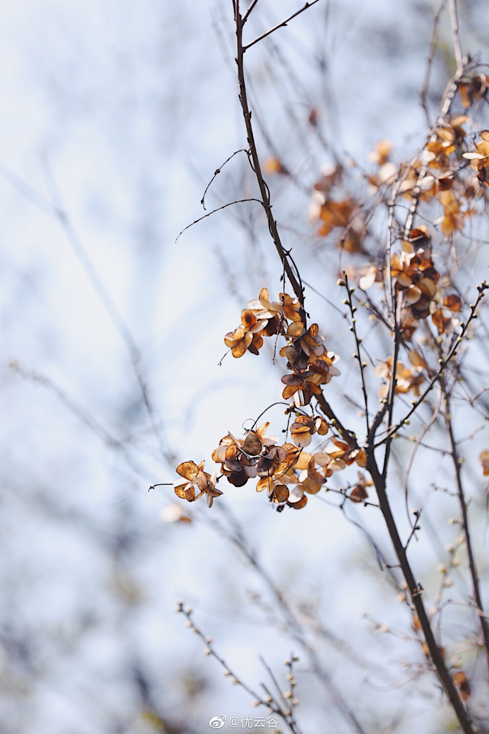 帝王花