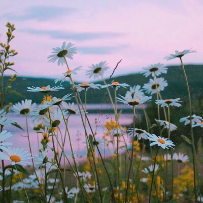 算作背景图或者动态朋友圈配图都可以的呐，可以拿图