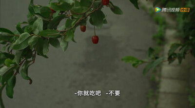 小森林壁纸