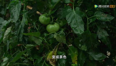 小森林壁纸