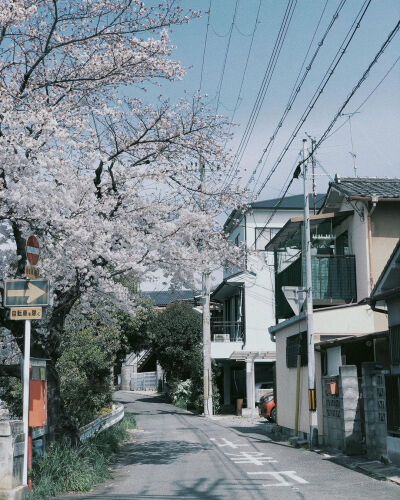 “我在春日里等你 樱花盛开 风和日丽” ​♡