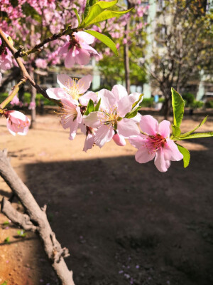 春日の花 2020.4.12