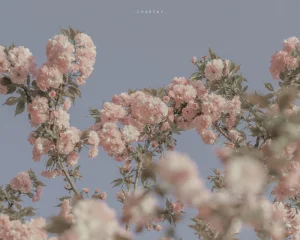 电脑ipad壁纸 堆糖 美图壁纸兴趣社区