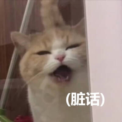 猫猫狗狗兔兔