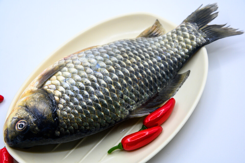 鲫鱼 生物 水生生物 水产品 海产品 鱼类 海鲜 狗杠鱼 推浪鱼 沙逛鱼 地龙鱼 天浪鱼 光鱼 海鱼 新鲜 动物 海洋动物 室内 食材 食物 待加工 烹饪 野生鱼 捕捞 特写 黑色背景 容器 简单背景 白瓷盘 瓷器 整条鱼 饮食 营养丰富 中国 葱 大葱 蒜 大蒜 辣椒 红色 辛辣 佐料 调料
