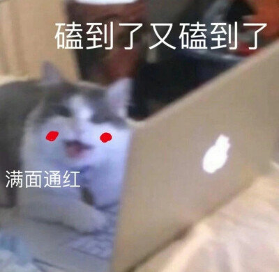 猫咪表情包可爱