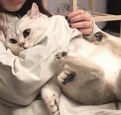 女头＋猫猫