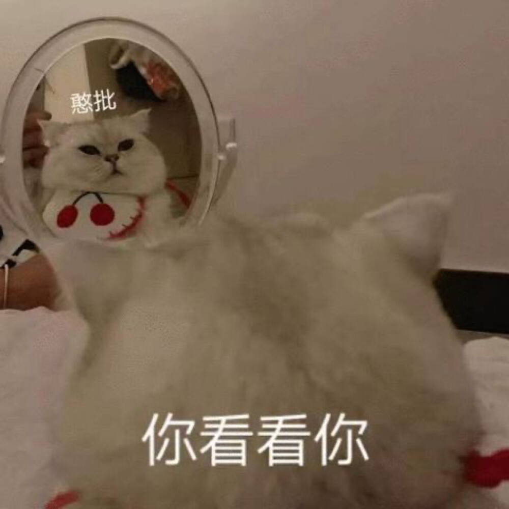 猫咪表情包