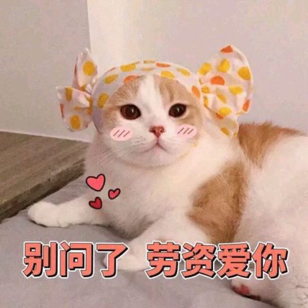 猫咪表情包