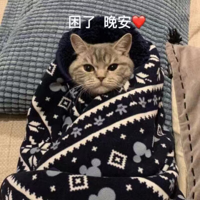 猫咪表情包