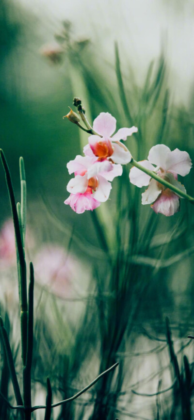 iPhone 花卉植物 一颗酸苹果