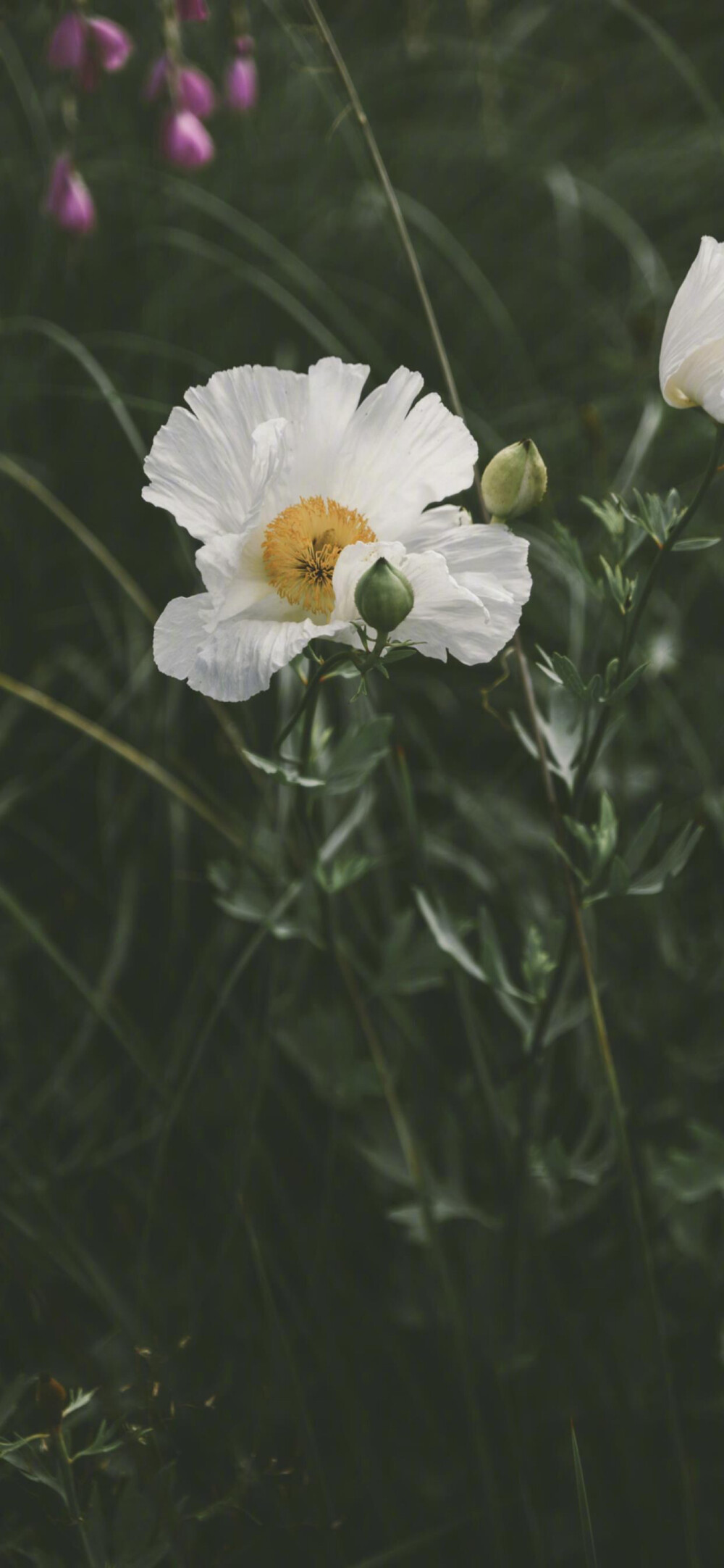 iPhone 花卉植物 一颗酸苹果