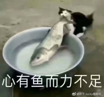 猫咪
心有余力不足
心有鱼而力不足