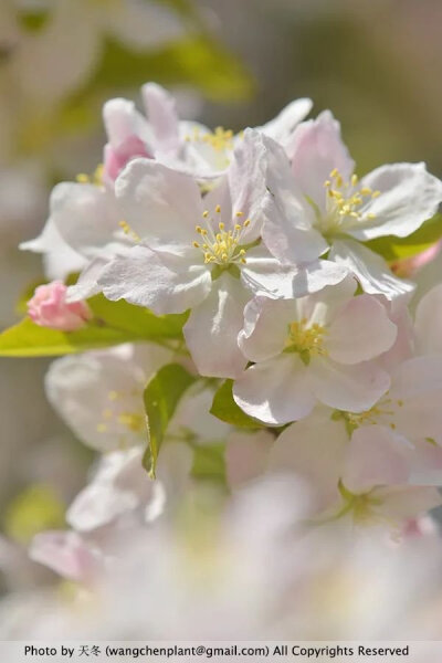 品种不详的北美海棠 Malus sp.