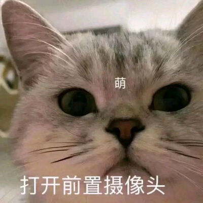 猫咪表情啊