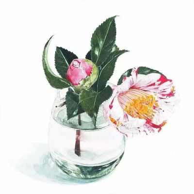 这些玫瑰花插画都来自日本水彩画家Ayako Tsuge柘植彩子。彩子用画笔示范了100种让玫瑰不俗气的方法。不要以为只有玫瑰，彩子擅长画各式各样的花卉、蔬菜和水果，而且每一种都能画出千百个样子来?？此幕拖癜涯慵摇? data-iid=