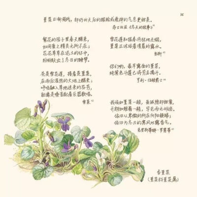 三月的香堇菜