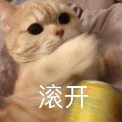 小猫咪表情包.
cr.橘猫沙梨shally