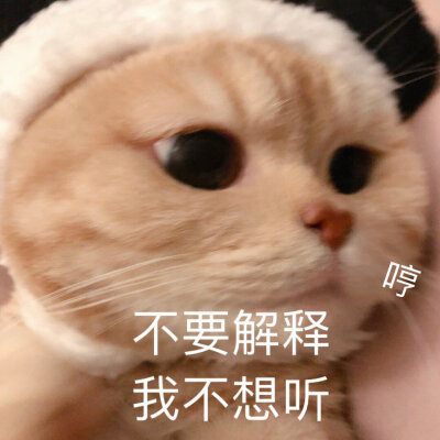 小猫咪表情包.
cr.橘猫沙梨shally