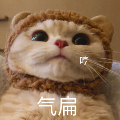 小猫咪表情包.
cr.橘猫沙梨shally