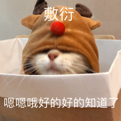 小猫咪表情包.
cr.橘猫沙梨shally