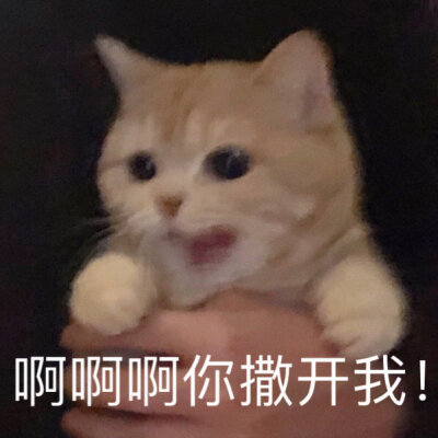 小猫咪表情包.
cr.橘猫沙梨shally