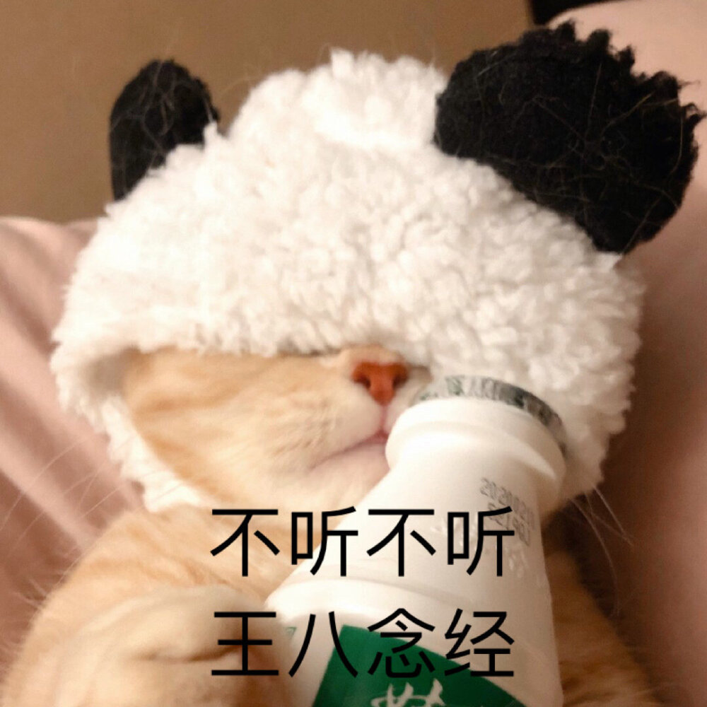 小猫咪表情包.
cr.橘猫沙梨shally