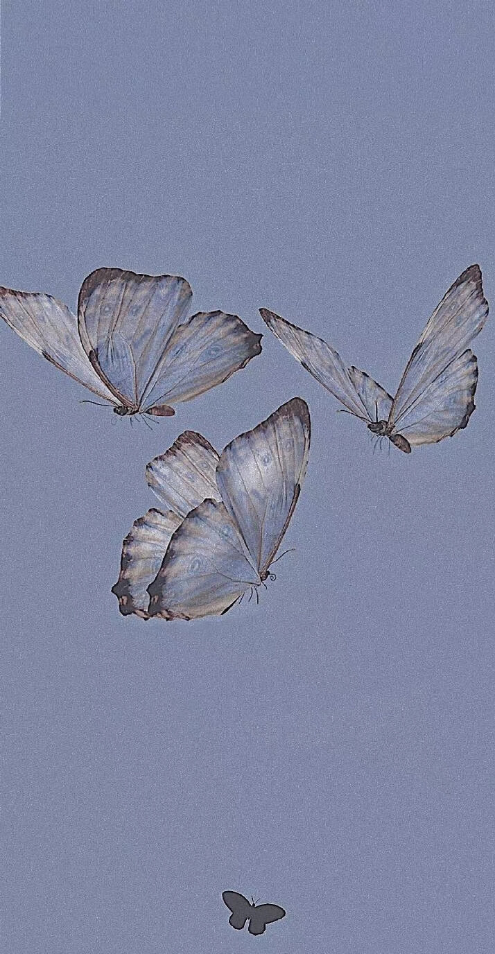 如果我昨天说我喜欢花 你应该昨天就送给我
因为我也不知道我今天会喜欢上蝴蝶～