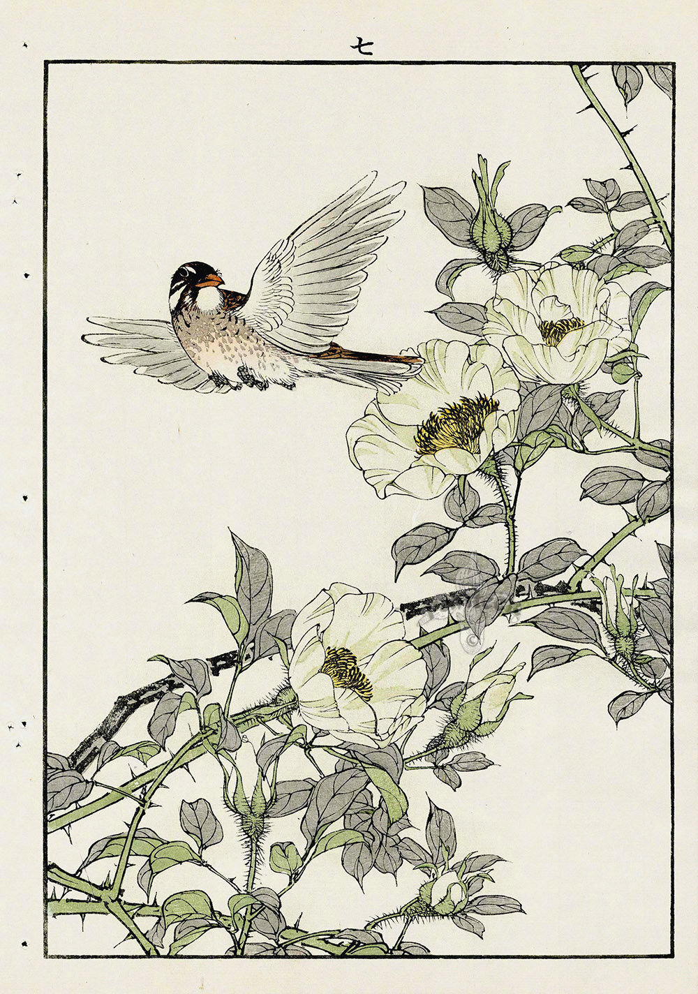 日本版画家 Imao Keinen (今尾 景年, 1845 – 1924) 花鸟作品 ​​​