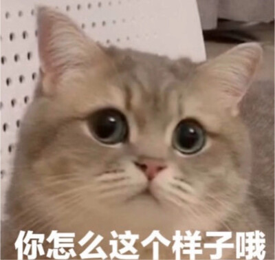 猫咪表情包