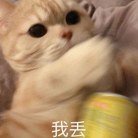 猫咪表情包