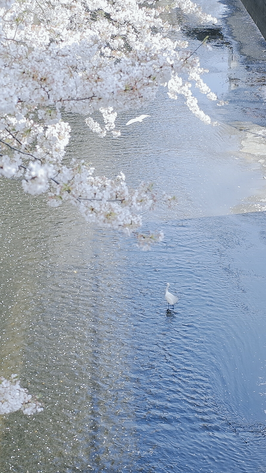 春日限定