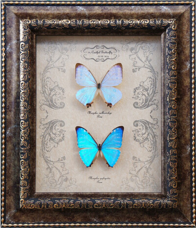 夜明珠蝶+ 西风闪蝶 外国蝴蝶标本装饰相框 画框墙 礼物