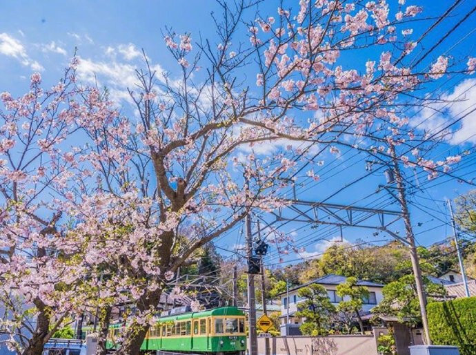 镰仓的春天（壁纸 背景图 高清 无印 简约 清新 手机 电脑 锁屏 樱花 ）