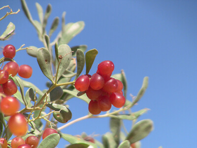 ★白刺属(Nitraria L.)属于蒺藜科(Zygophyllaceae),分布于荒漠沙丘和盐碱地，耐盐碱耐干旱，是防风固沙,改良盐碱地的优良植物，全世界共有12 种,我国有8种,包括唐古特白刺、西伯利亚白刺、盐生白刺等.锁阳寄生于白刺…