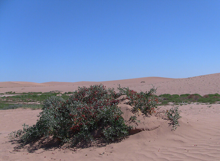 ★白刺属(Nitraria L.)属于蒺藜科(Zygophyllaceae),分布于荒漠沙丘和盐碱地，耐盐碱耐干旱，是防风固沙,改良盐碱地的优良植物，全世界共有12 种,我国有8种,包括唐古特白刺、西伯利亚白刺、盐生白刺等.锁阳寄生于白刺根部，它无根无叶，营养来源于白刺。
★民间对白刺果的分类，以生长环境为依据，沙漠里匍匐生长的称为酸胖，盐碱地竖立生长的称为卡密。
★西北沙漠里生长的白刺果俗称酸胖,食用药用的历史悠久。白刺果鲜果具有健脾胃助消化的作用,干果性温,味甘，微咸酸，入中药、蒙药、藏药和维族药等。
★传统上，沙漠白刺果用于调节内分泌，增强免疫，预防和治疗风寒感冒和流感、咳嗽咽炎、失眠、前列腺炎、气血两亏等，具有滋补强壮，降三高、