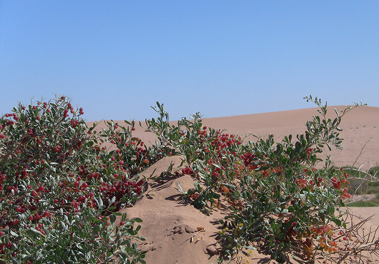 ★白刺属(Nitraria L.)属于蒺藜科(Zygophyllaceae),分布于荒漠沙丘和盐碱地，耐盐碱耐干旱，是防风固沙,改良盐碱地的优良植物，全世界共有12 种,我国有8种,包括唐古特白刺、西伯利亚白刺、盐生白刺等.锁阳寄生于白刺根部，它无根无叶，营养来源于白刺。
★民间对白刺果的分类，以生长环境为依据，沙漠里匍匐生长的称为酸胖，盐碱地竖立生长的称为卡密。
★西北沙漠里生长的白刺果俗称酸胖,食用药用的历史悠久。白刺果鲜果具有健脾胃助消化的作用,干果性温,味甘，微咸酸，入中药、蒙药、藏药和维族药等。
★传统上，沙漠白刺果用于调节内分泌，增强免疫，预防和治疗风寒感冒和流感、咳嗽咽炎、失眠、前列腺炎、气血两亏等，具有滋补强壮，降三高、