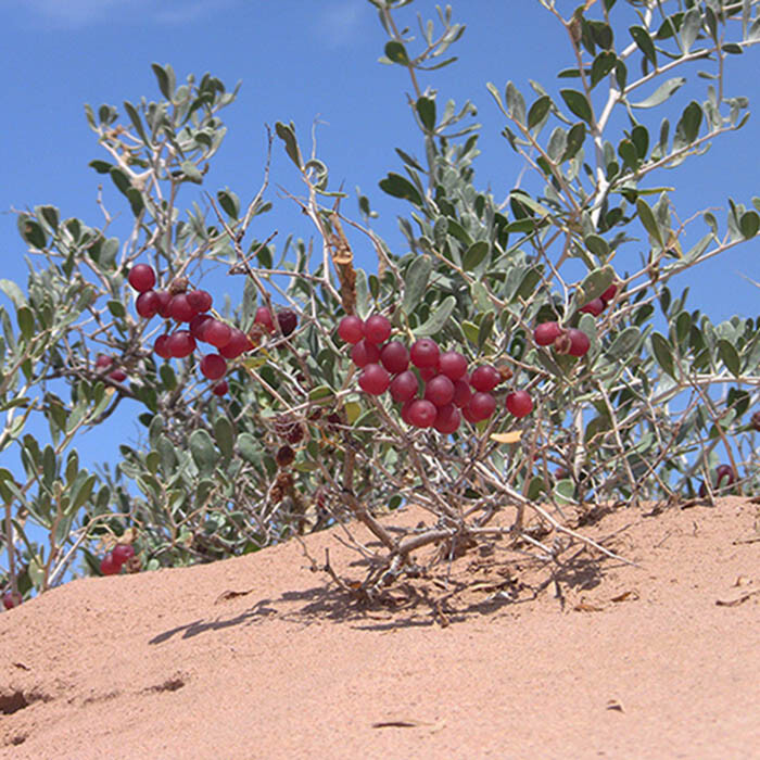 ★白刺属(Nitraria L.)属于蒺藜科(Zygophyllaceae),分布于荒漠沙丘和盐碱地，耐盐碱耐干旱，是防风固沙,改良盐碱地的优良植物，全世界共有12 种,我国有8种,包括唐古特白刺、西伯利亚白刺、盐生白刺等.锁阳寄生于白刺根部，它无根无叶，营养来源于白刺。
★民间对白刺果的分类，以生长环境为依据，沙漠里匍匐生长的称为酸胖，盐碱地竖立生长的称为卡密。
★西北沙漠里生长的白刺果俗称酸胖,食用药用的历史悠久。白刺果鲜果具有健脾胃助消化的作用,干果性温,味甘，微咸酸，入中药、蒙药、藏药和维族药等。
★传统上，沙漠白刺果用于调节内分泌，增强免疫，预防和治疗风寒感冒和流感、咳嗽咽炎、失眠、前列腺炎、气血两亏等，具有滋补强壮，降三高、